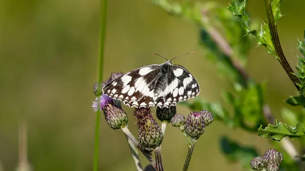 Açık kanatlı Mermer Beyaz Kelebek (Melanargia galaksisi)