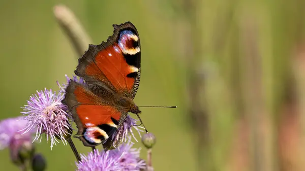 Renkli Tavus Kelebeği (Aglais io) çayır çiçeklerinde oturur