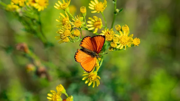 Güzel küçük turuncu kelebek nadir bakır (Lycaena Virgaureae)