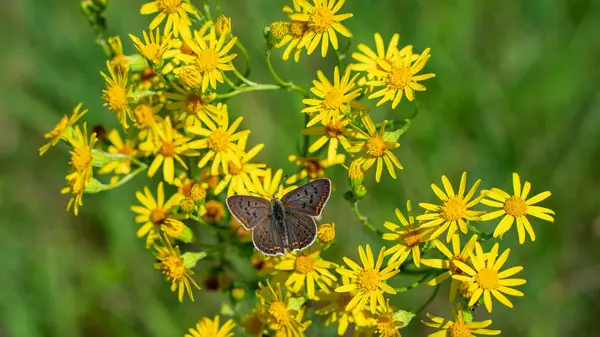 Sooty bakır (Lycaena Tityrus) kelebeği güneşte açık kanatlarla ısınır