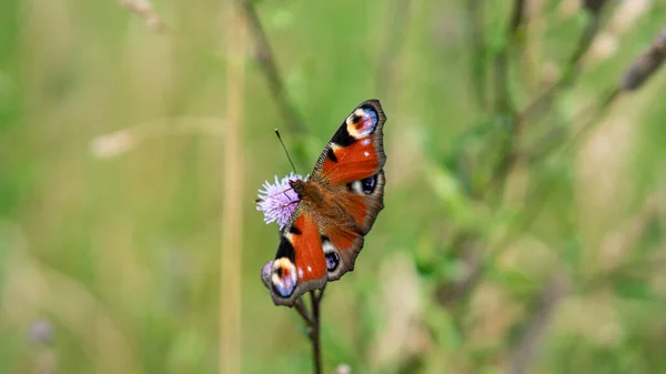 Renkli Tavus Kelebeği (Aglais io) çayır çiçeklerinde oturur