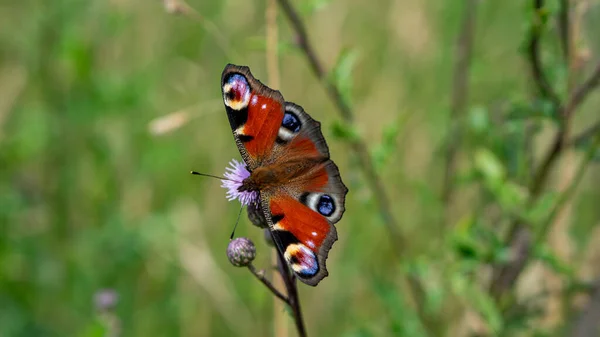 Renkli Tavus Kelebeği (Aglais io) çayır çiçeklerinde oturur