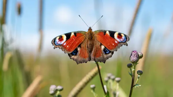 Renkli Tavuskuşu Kelebeği (Aglais io) mavi arka plandaki çayır çiçeklerinde oturur