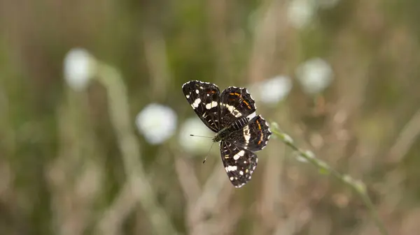 Kavak Amirali (Limenitis populi) kanatları açık bir bitkide ısınır.