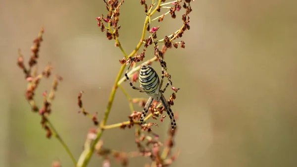 Eşek arısı örümceği (Argiope bruennichi)