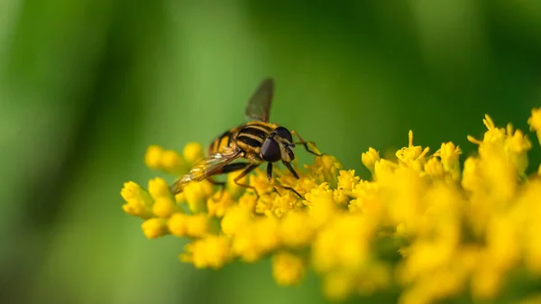 Bal arısı (Apis mellifera) bitkilerden nektar toplar.