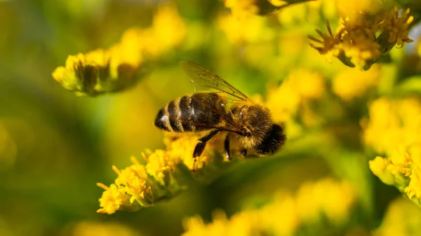 Bal arısı (Apis mellifera) bitkilerden nektar toplar.