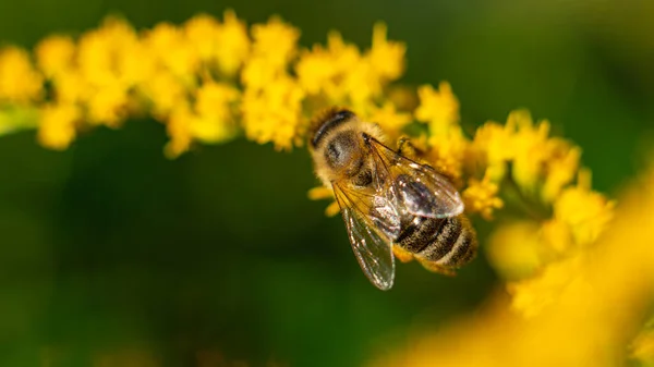 Bal arısı (Apis mellifera) bitkilerden nektar toplar.