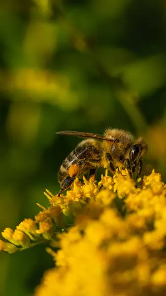 Bal arısı (Apis mellifera) bitkilerden nektar toplar.