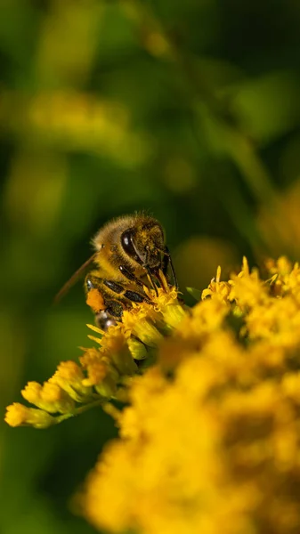 Bal arısı (Apis mellifera) bitkilerden nektar toplar.