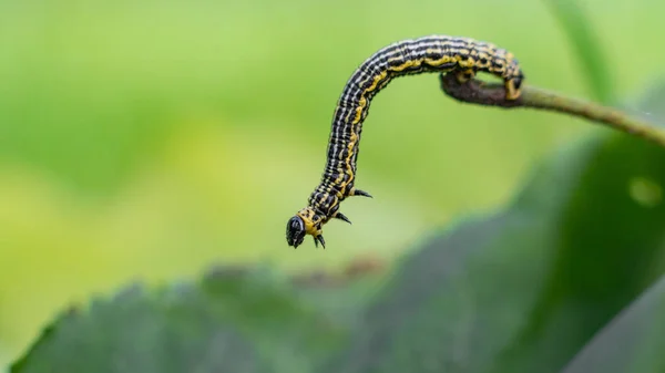 Bulutlu magpie güve (Abraxas sylvata) caterpillar