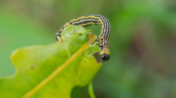 Bulutlu saksağan güvesi (Abraxas sylvata) Yapraktaki tırtıl