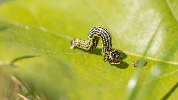 Bulutlu saksağan güvesi (Abraxas sylvata) Yapraktaki tırtıl