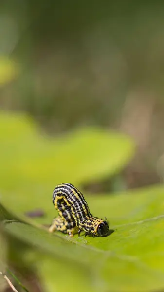 Bulutlu magpie güve (Abraxas sylvata) caterpillar
