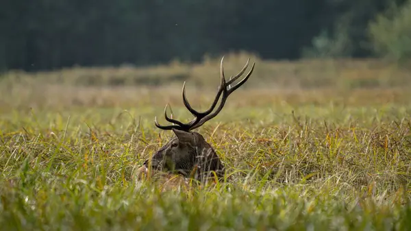 Kırmızı geyik (Cervus elaphus) büyük görkemli boynuzları ile azgın mevsimde uzun bitki örtüsü içinde durmaktadır.