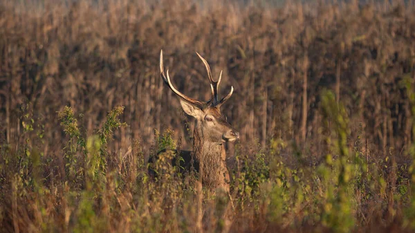 Genç Kızıl geyik (Cervus elaphus), çiftleşme mevsiminde uzun bir bitki örtüsünün içinde durmaktadır.