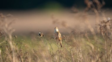 Sedge Warbler (Acrocephalus schoenobaenus) sazlıkta oturur.