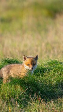 Küçük Genç Kızıl Tilki (Vulpes vulpes)