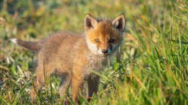 Bebek Kızıl Tilki (Vulpes vulpes)