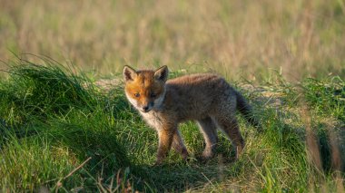 Baby Red Fox (Vulpes vulpes) kameraya bakar