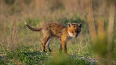 Bebek Kızıl Tilki (Vulpes vulpes) mağaranın yakınında dinleniyor