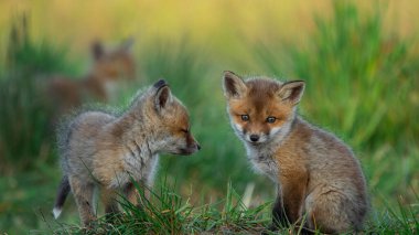 Kızıl Tilki yavruları (Vulpes vulpes)