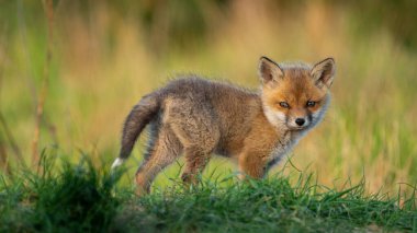 Bebek Kızıl Tilki (Vulpes vulpes)