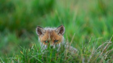 Kızıl Tilki yavrusu (Vulpes vulpes) çimlerin arkasından dışarı bakar