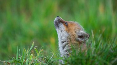 Kızıl Tilki yavrusu (Vulpes vulpes) yukarı bakar