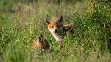 Kızıl Tilki yavruları (Vulpes vulpes) yeşil çimlerde oynuyorlar