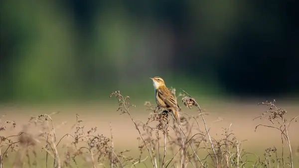 Sedge Warbler (Acrocephalus schoenobaenus) güneş doğarken sazlıklarda öten kuş.