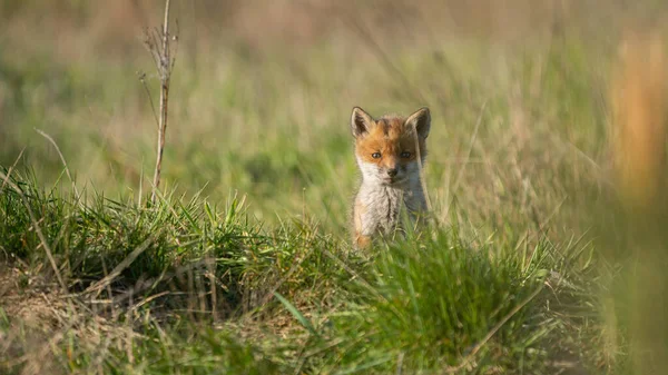 Kızıl Tilki (Vulpes vulpes) Bir çayırda duran dikkatli yavru
