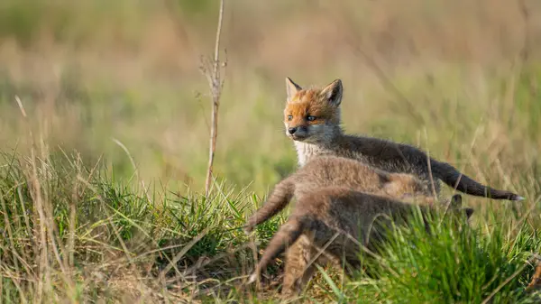 Yavru Kızıl Tilkiler (Vulpes vulpes) yeşil çimenlerde oynuyor