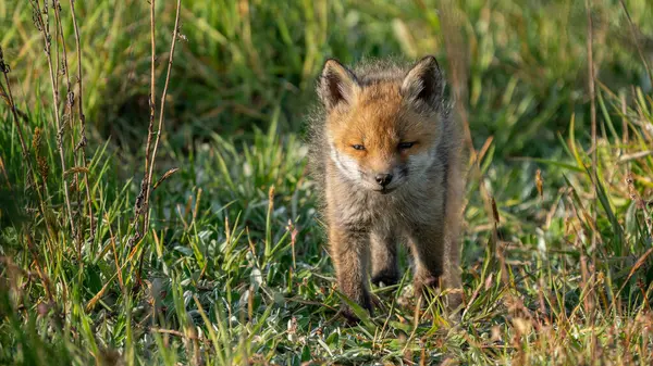 Kızıl Tilki yavrusu (Vulpes vulpes)