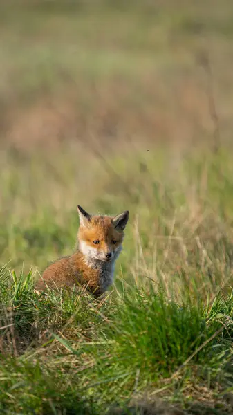 Kızıl Tilki yavrusu (Vulpes vulpes) güneşin tadını çıkarıyor
