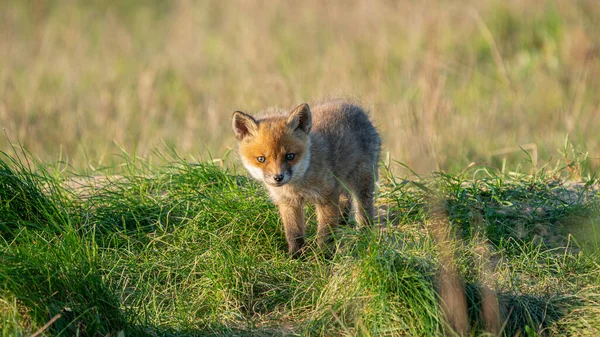 Küçük Genç Kızıl Tilki (Vulpes vulpes)