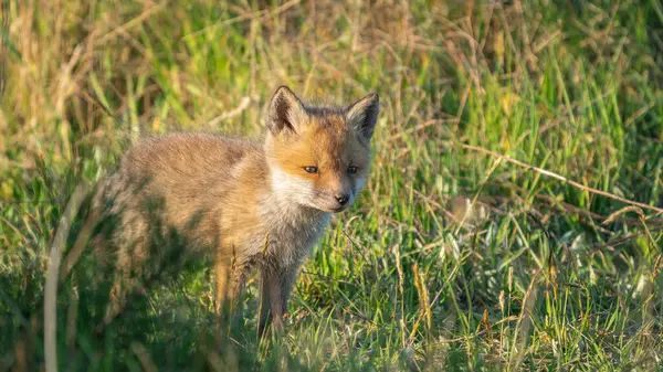 Kızıl Tilki (Vulpes vulpes) Bir çayırda duran dikkatli yavru