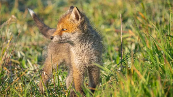 Yavru Kızıl Tilki (Vulpes vulpes) yeşil çimlerde oynuyor
