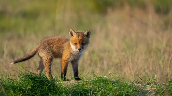 Kızıl Tilki yavrusu (Vulpes vulpes)