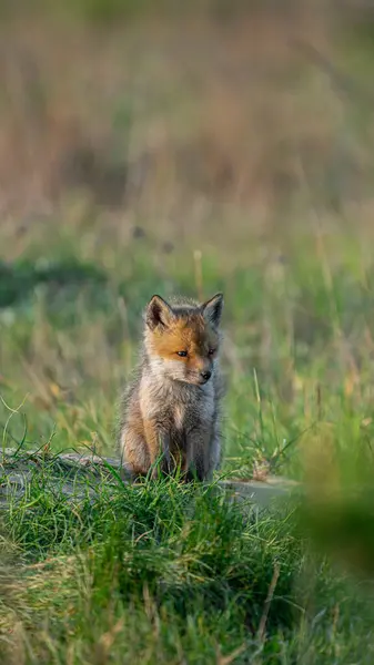 Kızıl Tilki yavrusu (Vulpes vulpes) güneşin tadını çıkarıyor