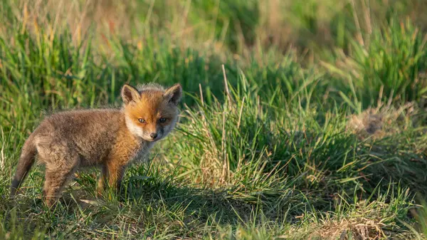 Baby Red Fox (Vulpes vulpes) kameraya bakar