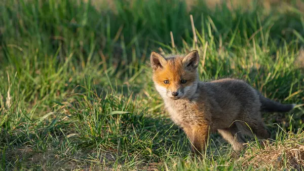 Baby Red Fox (Vulpes vulpes) kameraya bakar