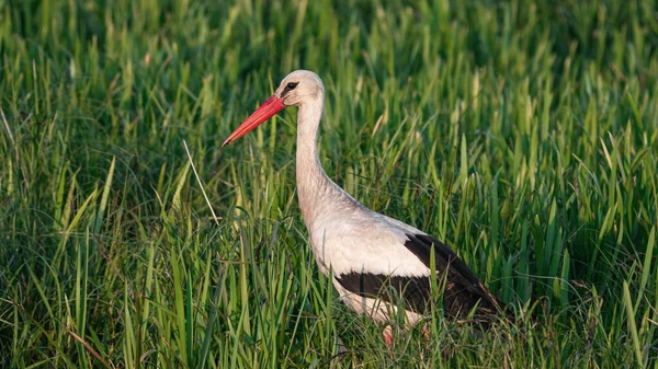 Beyaz leylek (Ciconia Ciconia) çimlerde yiyecek arıyor