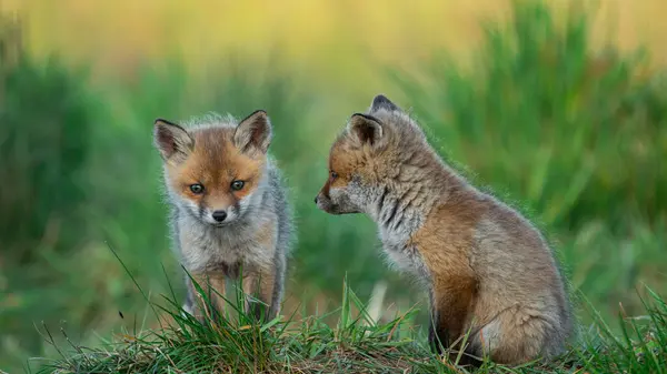 Yavru Kızıl Tilkiler (Vulpes vulpes) yeşil çimenlerde oynuyor