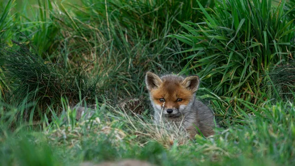 Kızıl Tilki yavrusu (Vulpes vulpes)