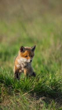 Kırmızı tilki yavrusu (Vulpes vulpes) çayırda dikilirken dikkatli