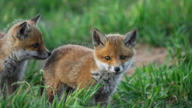 Yavru Kızıl Tilkiler (Vulpes vulpes) mağaranın yakınında oynuyorlar