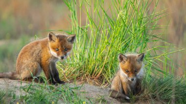 Kızıl Tilki yavruları (Vulpes vulpes) yeşil çimlerde oynuyorlar