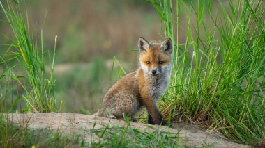 Şirin Kızıl Tilki (Vulpes vulpes) mağaranın yanındaki çimlerin üzerinde oturuyor.