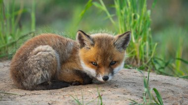 Bebek Kızıl Tilki (Vulpes vulpes)